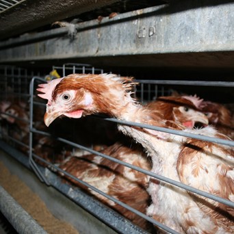 UK-US Trade Deal Threatens Animal Welfare and British Farmers As Government Appears to Row Back On Commitments