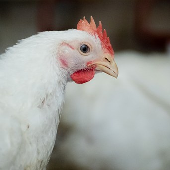 Waitrose launches UK’s first welfare labels for Better Chicken