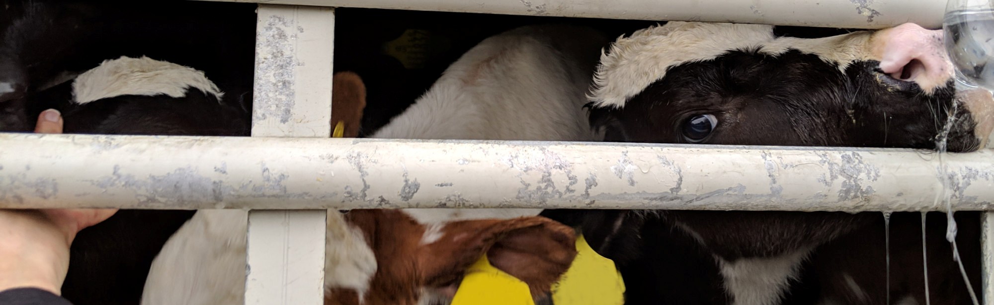 Stop Brittany Ferries and cruel live exports