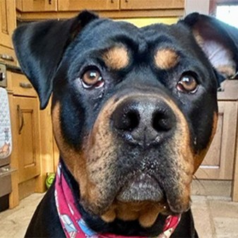 Bruce’s big bite: celebrating ‘gotcha day’ with cultivated chicken