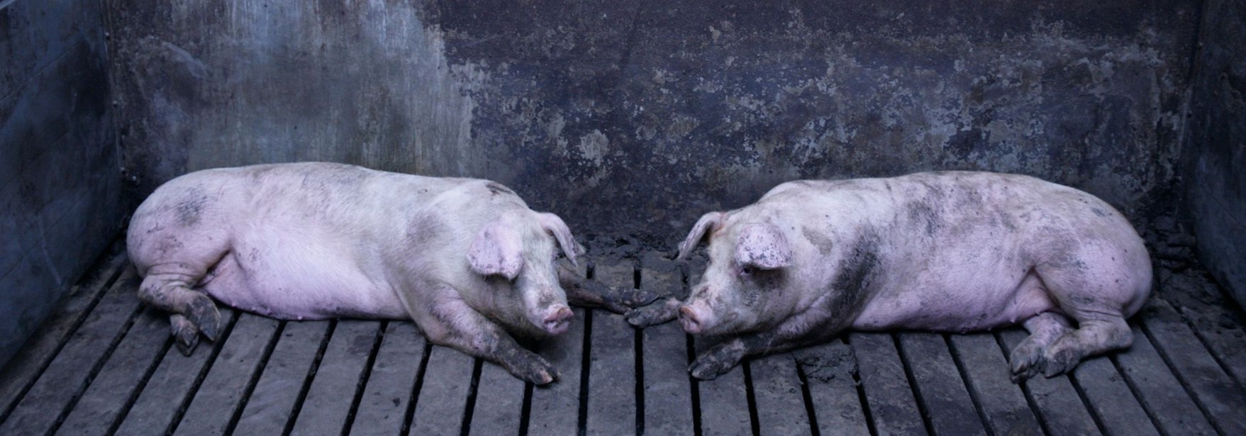 Stop Misleading Labelling