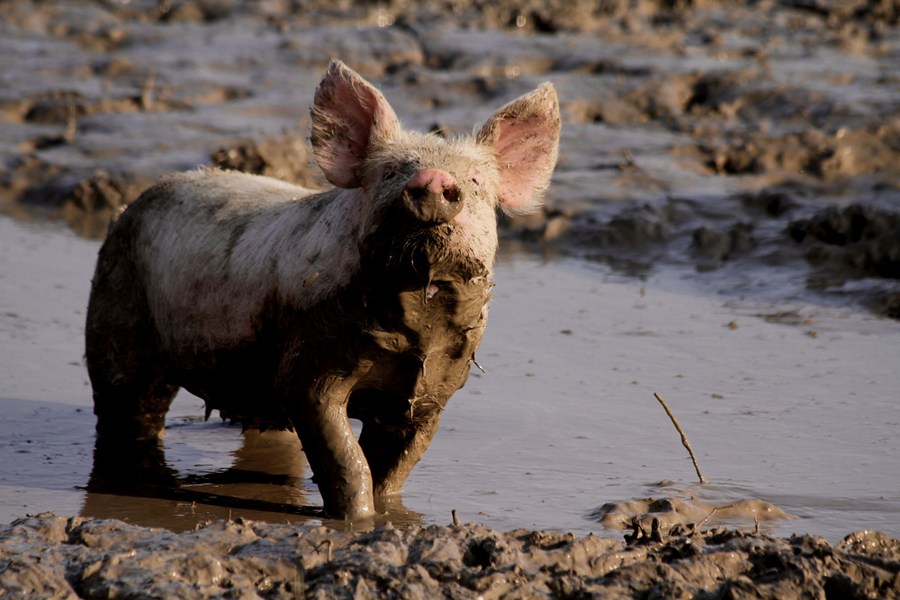 Give animals a voice