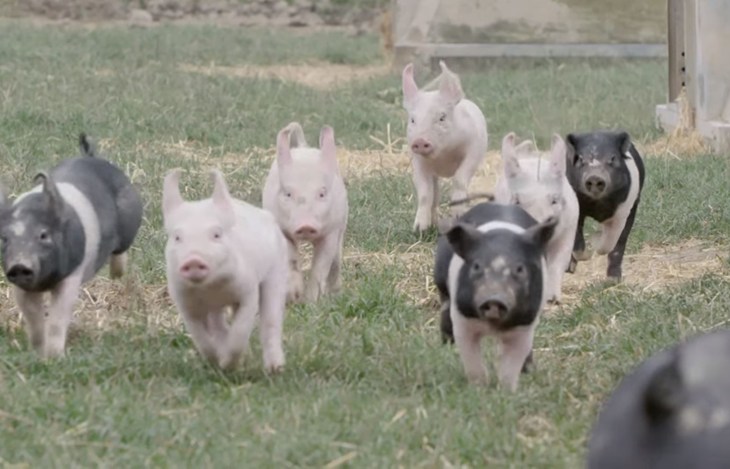 Free range pigs running 1920x1080.JPG