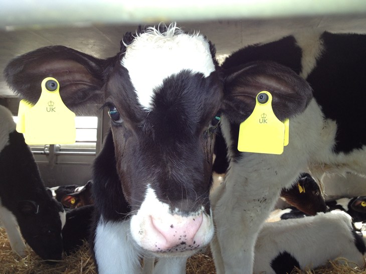 UK calf being transported
