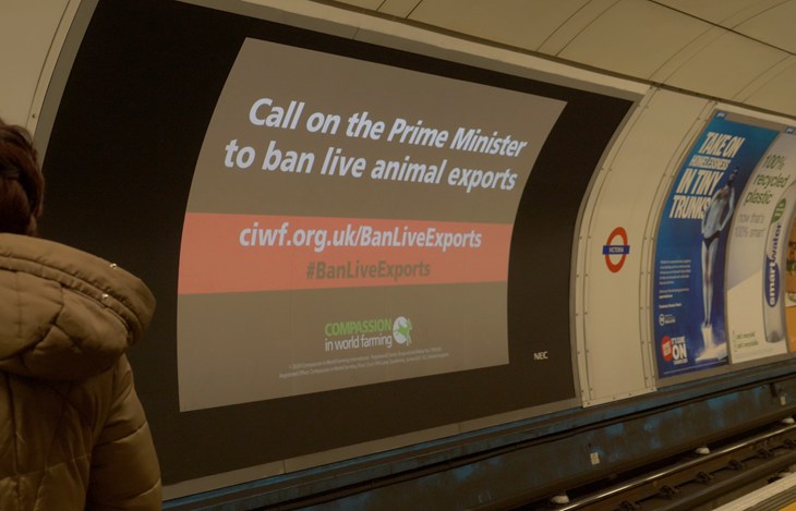 77483 © Compassion In World Farming