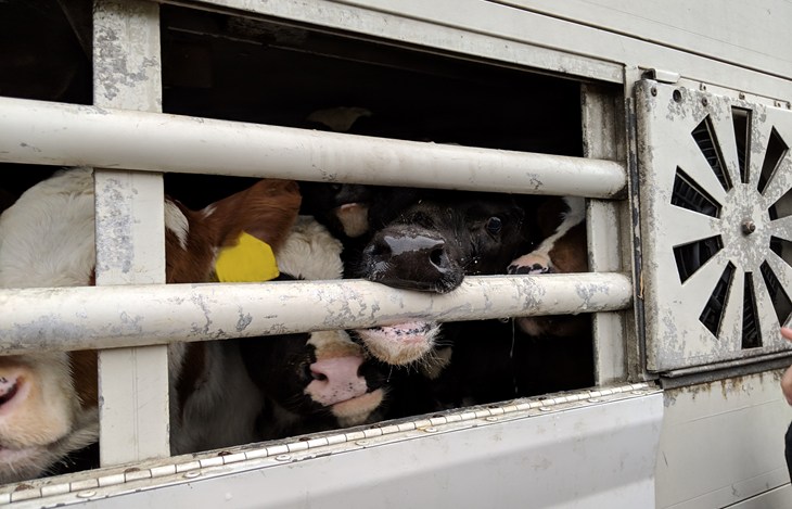 72160 © Compassion In World Farming