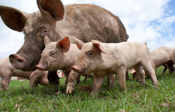 sow with piglets outside in a field. Blue sky