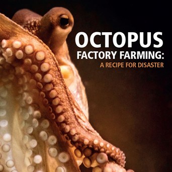Octopus Factory Farming: A Recipe for Disaster