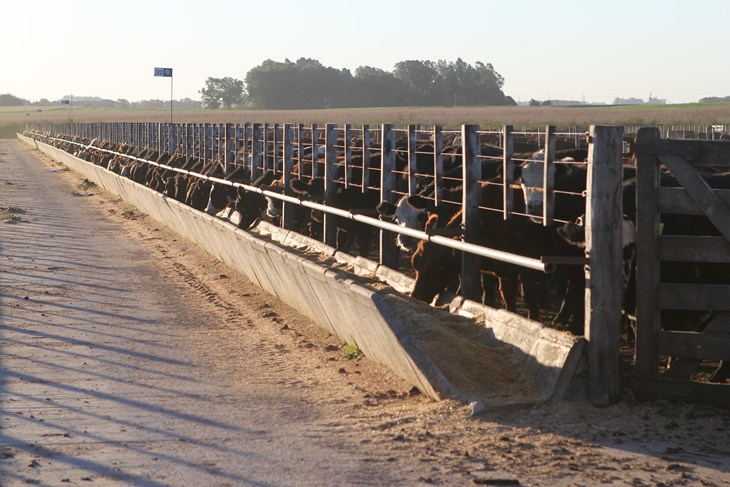 Cows Eating Feedlot 3