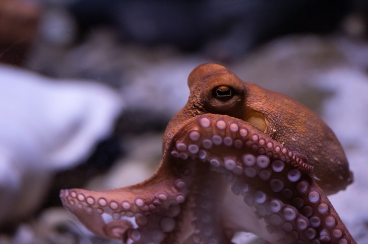 Wild octopus on the ocean floor