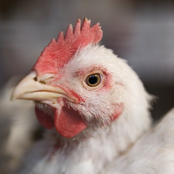 Domino’s Pizza joins Better Chicken Commitment