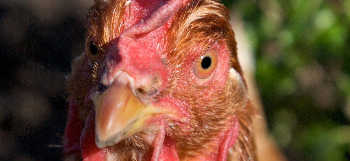 Hen close up to the camera, detail of eye