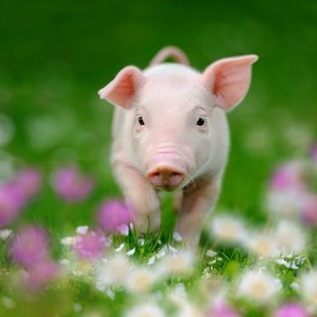 End the Cage Age petition reaches major milestone