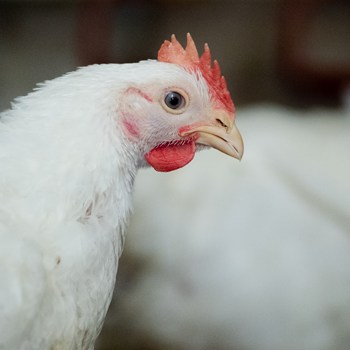 Waitrose launches UK’s first welfare labels for Better Chicken
